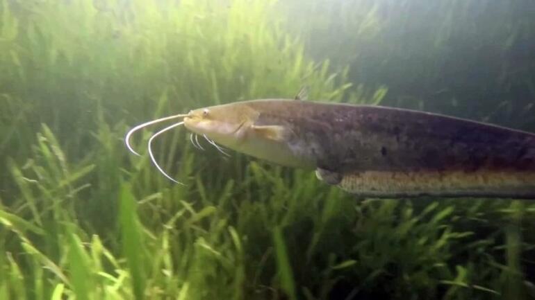 Sapana Gölünün altında bambaşka bir dünya