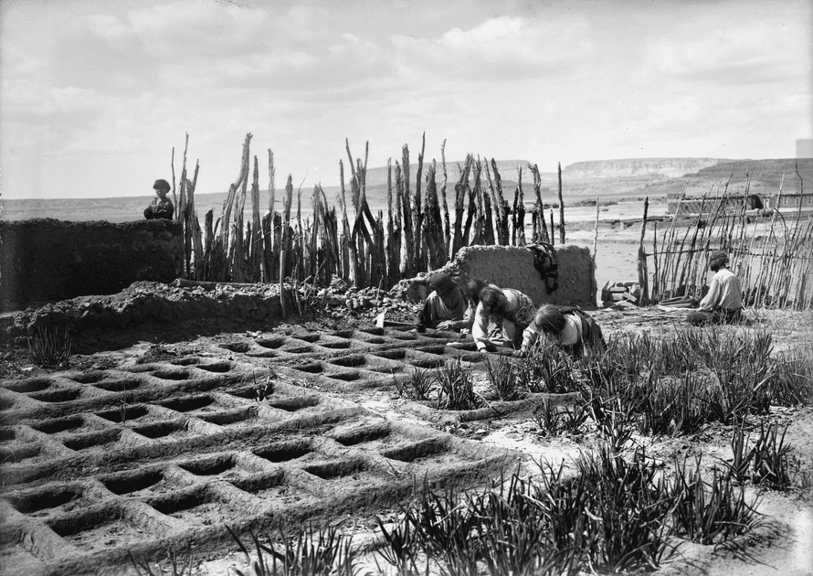 Yağmur suyu ve akış ... New Mexico'daki Zuni Pueblo'daki waffle bahçeleri, 1910-25.