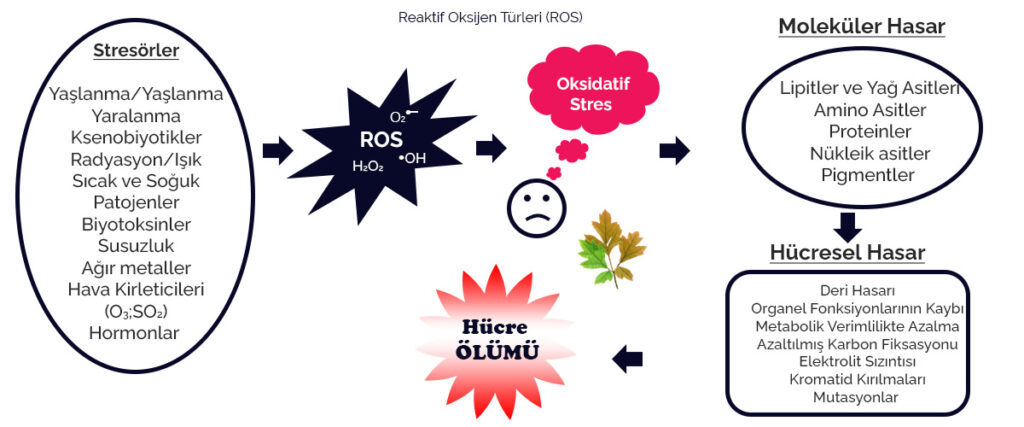 Alkali İyonize Su İçmek Vücudunuza Nasıl Bir Fayda Sağlar? 2 Reaktif Oksijen Türleri ROS
